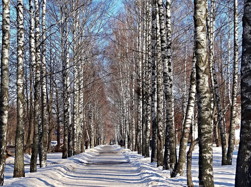 Берёзовая аллея в парке