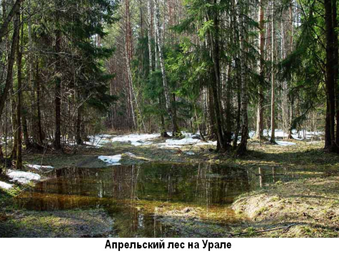 Апрельский лес на Урале